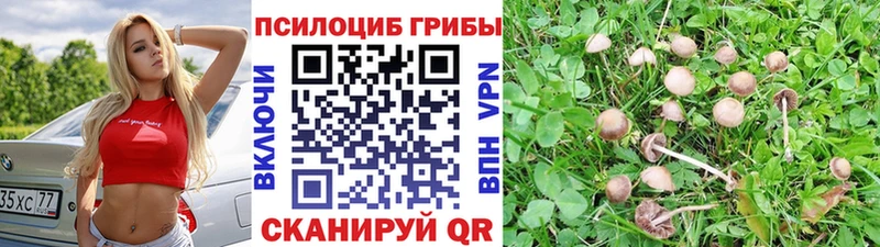 Псилоцибиновые грибы Psilocybine cubensis  где купить наркоту  блэк спрут ТОР  Зверево 